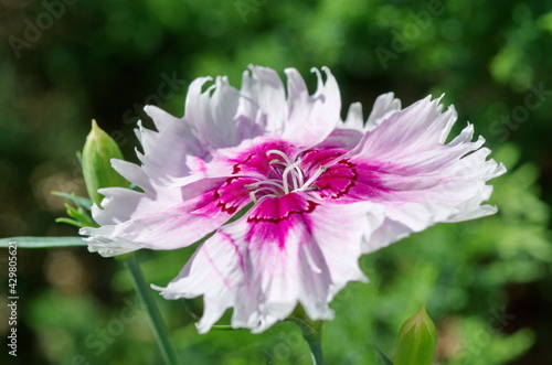 Chinese carnation  Lat. Dianthus chinensis  in the summer garden close-up