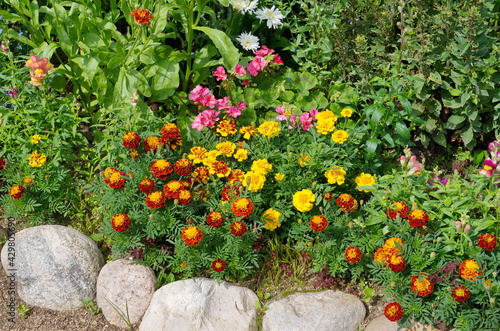 Decorative flower bed with garden flowers on a summer day