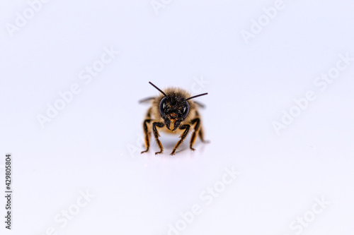 Wildbiene (rote Mauerbiene)