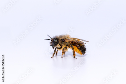 Wildbiene (rote Mauerbiene)