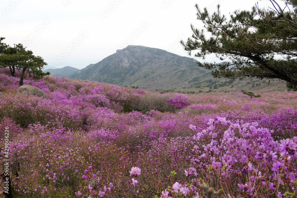 Azalea flowers and scenery at Biseulsan Mountain in Daegu, Korea Azalea flowers and scenery at Biseulsan Mountain in Daegu, Korea