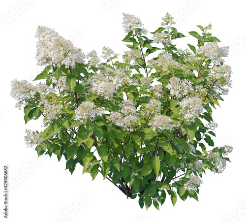 Hydrangea paniculata, called also panicled hydrangea, flowering plant cutout isolated on white background