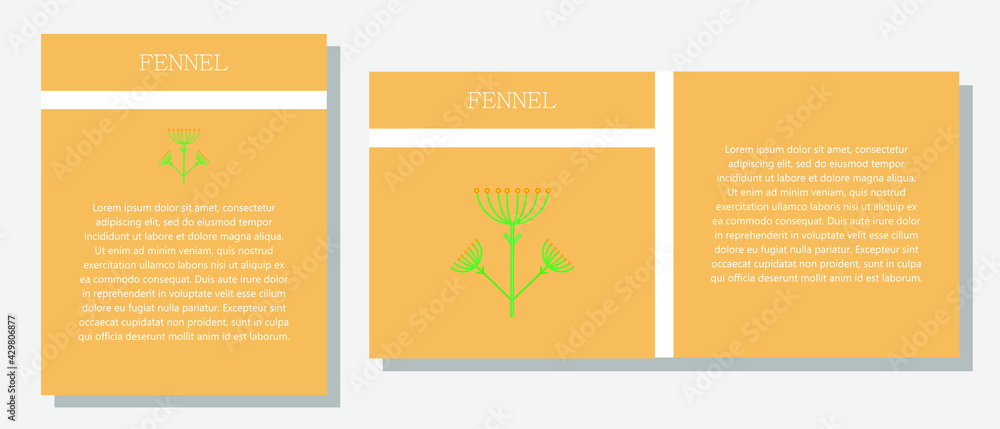 Fennel. Information banner or tag in two designs. Description and useful properties of fennel. Template for essential oil, spices. Brochure with empty space for text.