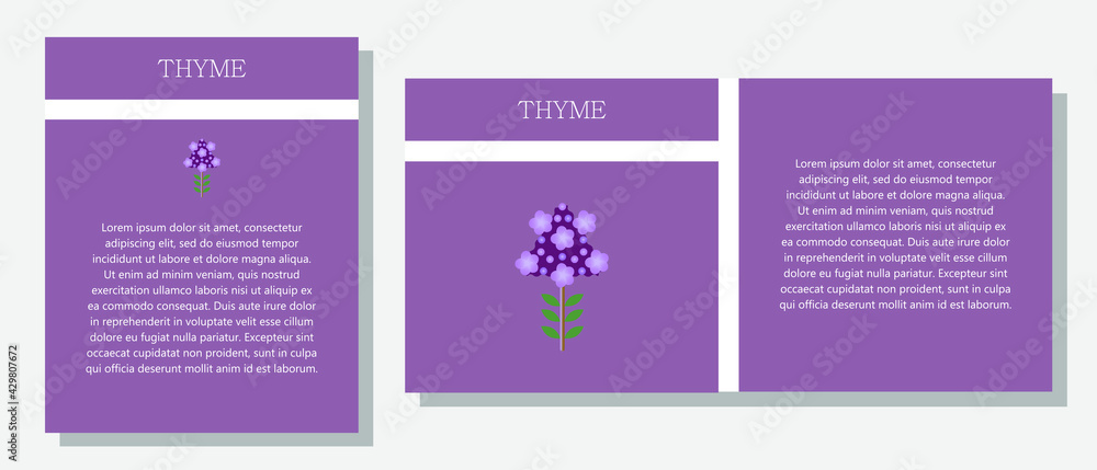 Thyme. Information banner or tag in two designs. Description and useful properties of thyme. Template for essential oil, spices. Brochure with empty space for text.