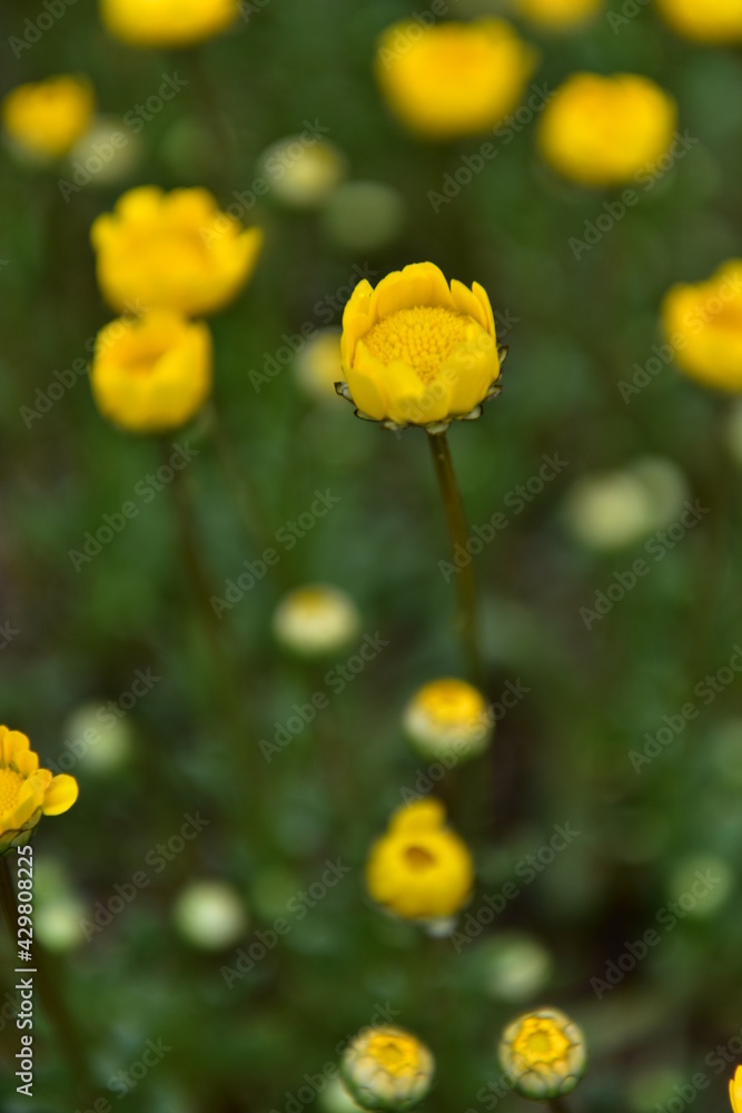 Spring Wildflowers in Incheon Grand Park, Korea Spring Wildflowers in Incheon Grand Park, Korea