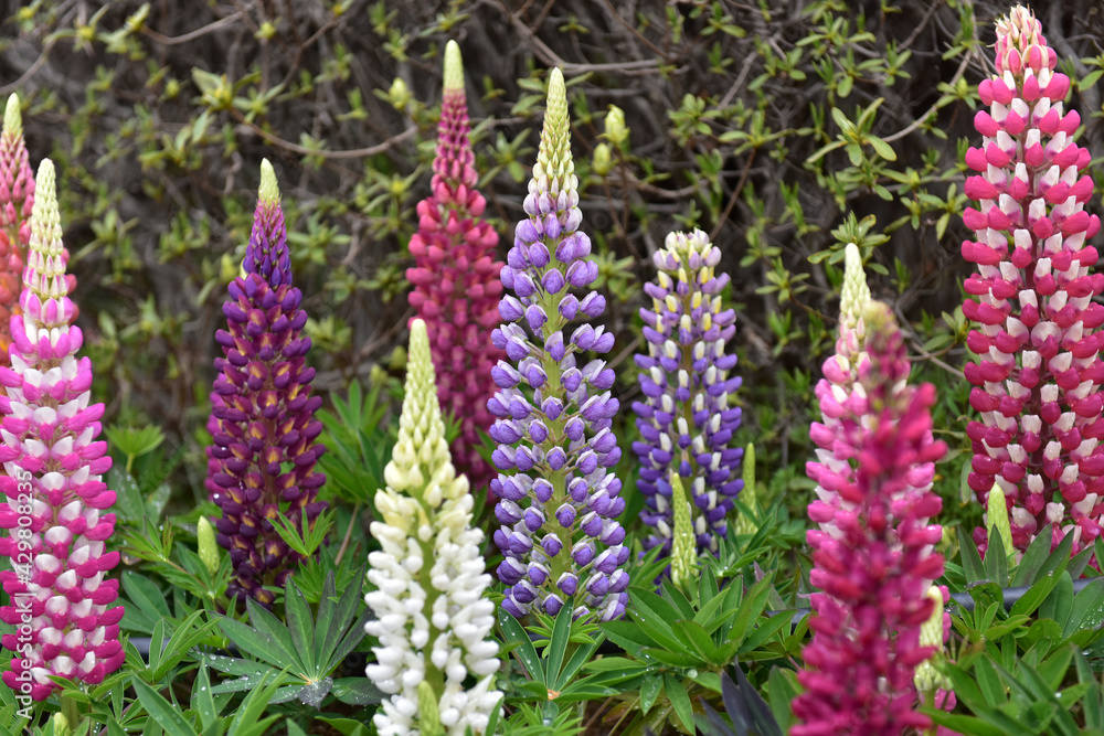 Spring Wildflowers in Incheon Grand Park, Korea Spring Wildflowers in Incheon Grand Park, Korea