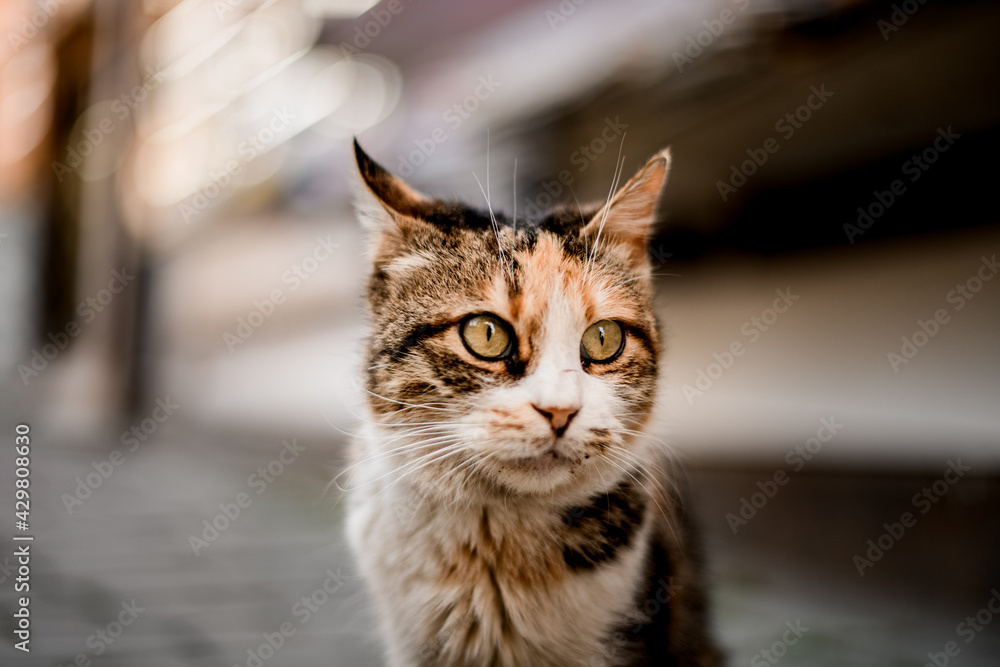 Fototapeta premium close-up of cute cat's head with stripes on blurred background