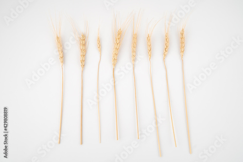 Wheat ears isolated on white background.