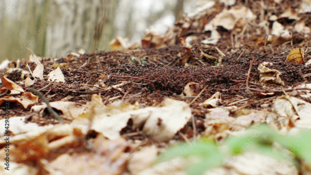red wood ants scatter in the forest red wood ants scatter in the forest