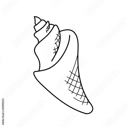 triton seashell .Hand drawn marine set. Sea shells doodle collection. Vector illustration in sketch style. 