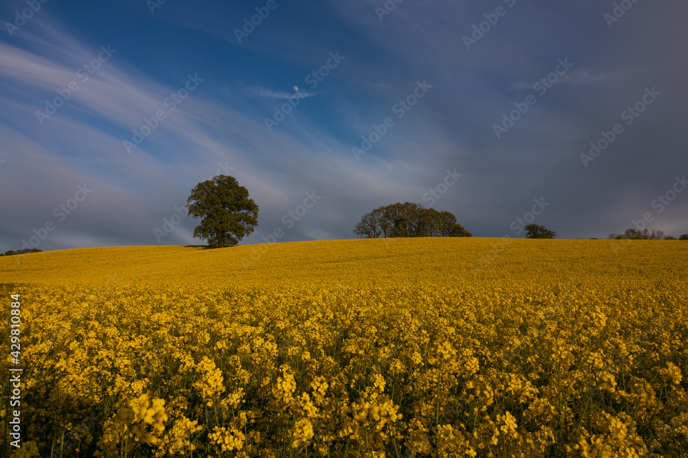 Fototapeta premium Blooming rape field with oak tree in spring.