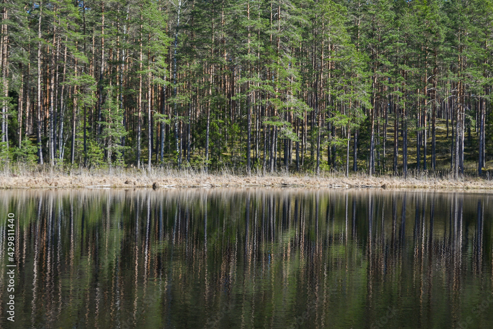 View of a quiet, beautiful forest lake on a summer day. On the shore there are coniferous and deciduous trees that are reflected in the water.