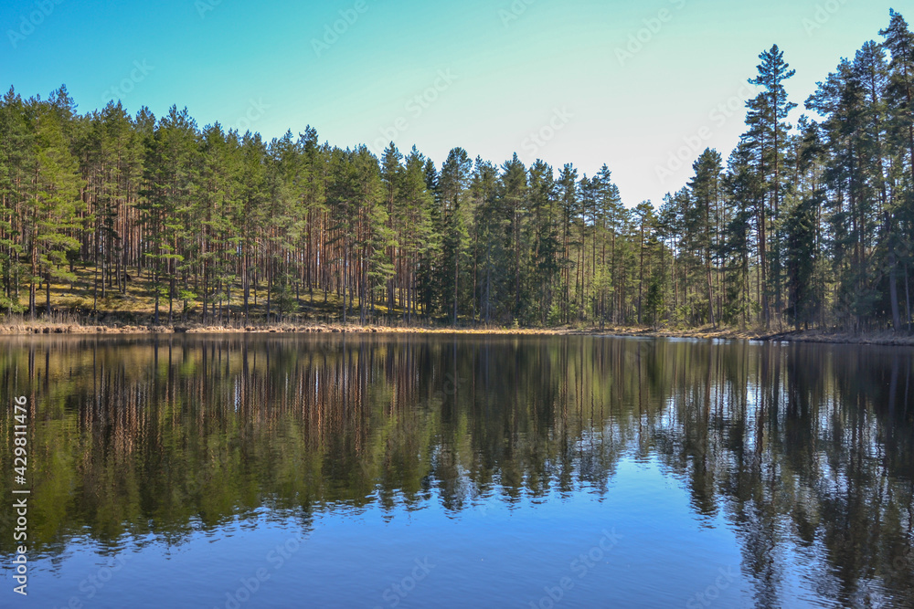View of a quiet, beautiful forest lake on a summer day. On the shore there are coniferous and deciduous trees that are reflected in the water.