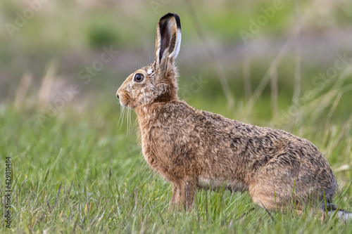 European brown hare waiting on a meadow