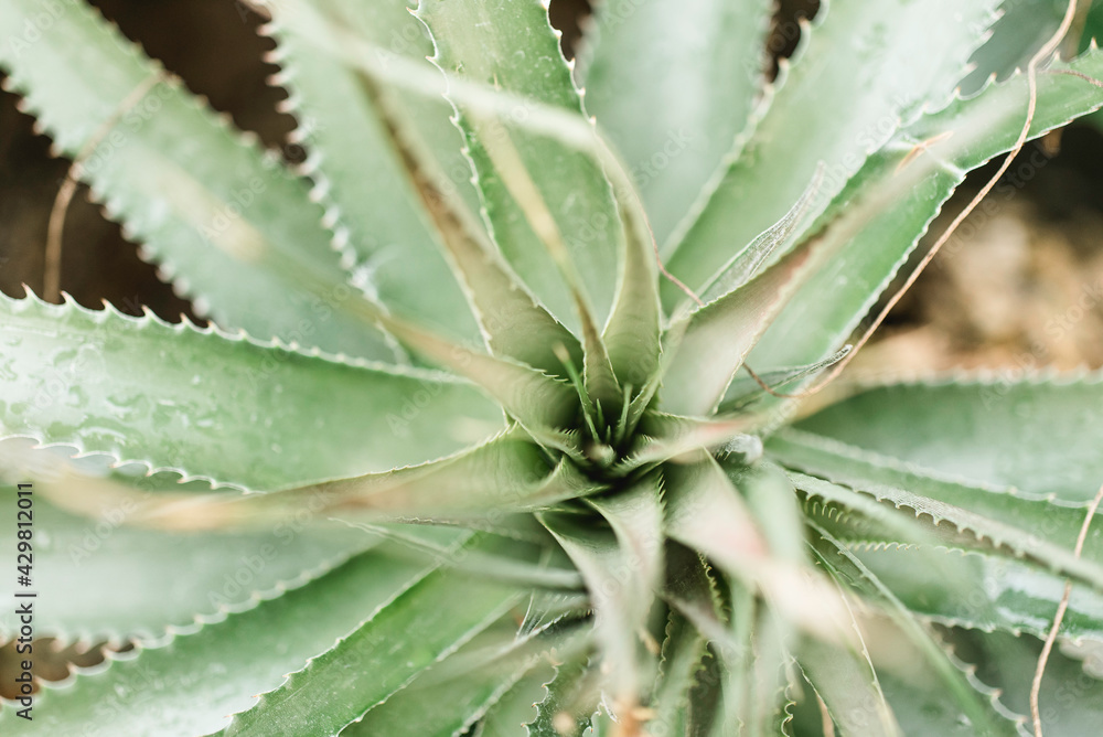 Aloe Vera Aloe Vera