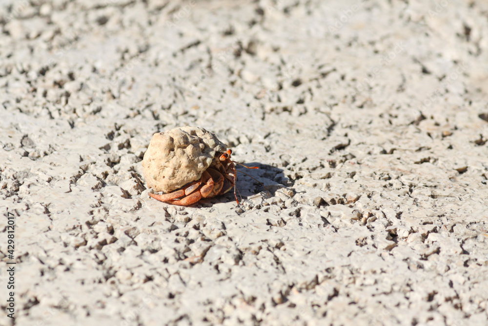 Hermit crab on rocky ground, Riviera Maya, Mexico