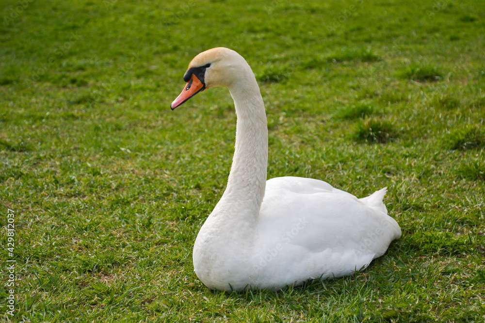 White swan portrait close-up in the park with a blurred background of green grass. White swan portrait close-up in the park with a blurred background of green grass.