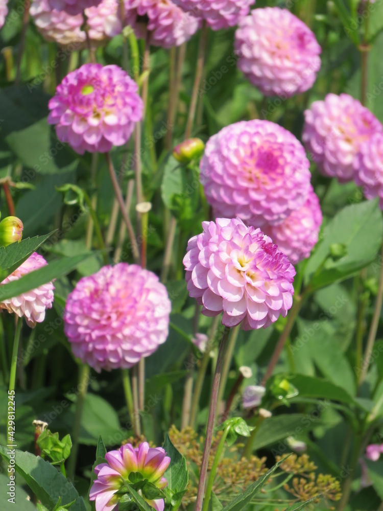 Fototapeta premium pink and white dahlias 