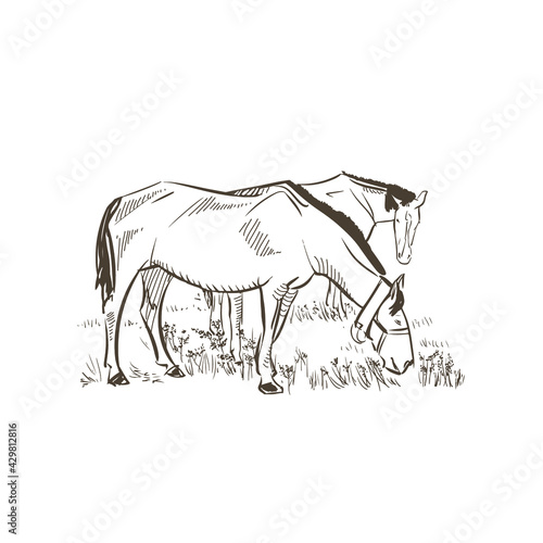 Horses grazing illustration. Horses eat grass on the sketch field. Pasture on the horse farm. Horses drawing