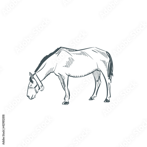 Horse illustration. Horse sketch. Horse drawing