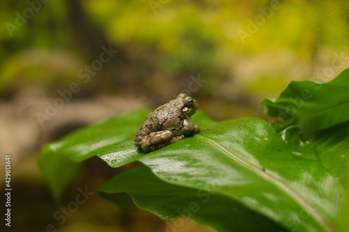 frog on a green leaf 