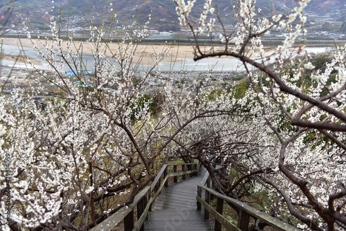 Beautiful plum blossoms and scenery of Maehwa Village in Hongssang-ri, Korea