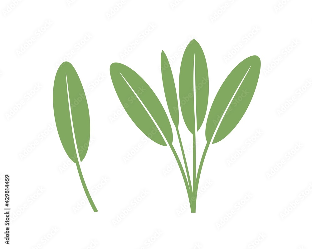Sage logo. Isolated sage on white background Sage logo. Isolated sage on white background