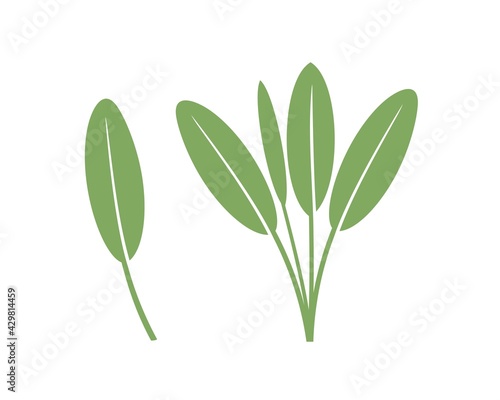 Sage logo. Isolated sage on white background