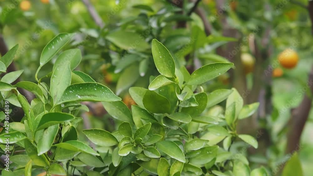 Tilt down of oranges branch with green leaves on tree in orange plantation. Ripe and fresh oranges hanging on branch, orange orchard. Tilt down of oranges branch with green leaves on tree in orange plantation. Ripe and fresh oranges hanging on branch, orange orchard.