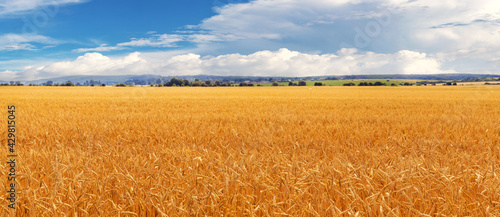 Banner. Wide field with ripe wheat and picturesque blue sky with white clouds. Growing wheat