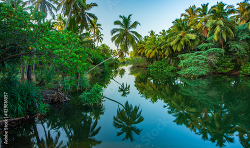 tropical forest with water