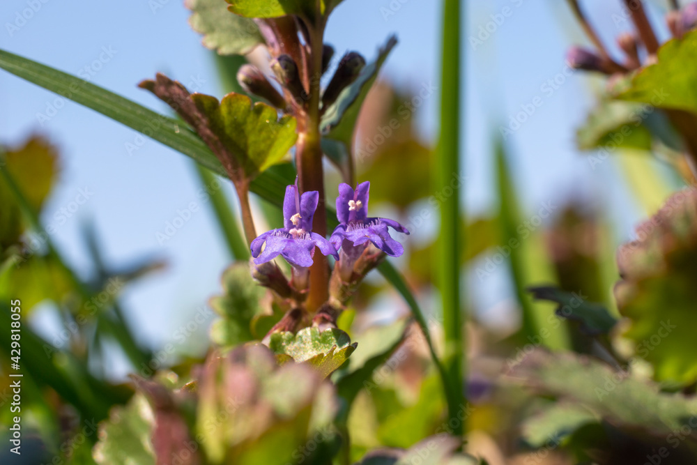 Ukraine, Kyiv - 21 April 2021: Glechoma hederacea Ground-Ivy flower Ukraine, Kyiv - 21 April 2021: Glechoma hederacea Ground-Ivy flower