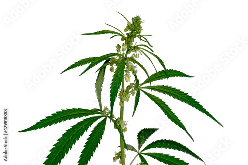 Cannabis ruderalis or subspecies of cannabis sativa. Inflorescences on a white background.