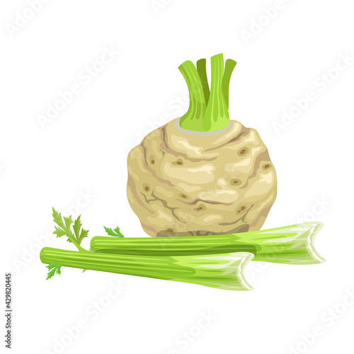 Fresh celery root with stalks and leaves. Cartoon style farm fresh vegetable drawing. Natural eco food, dieting. Vector illustration isolated on white background.