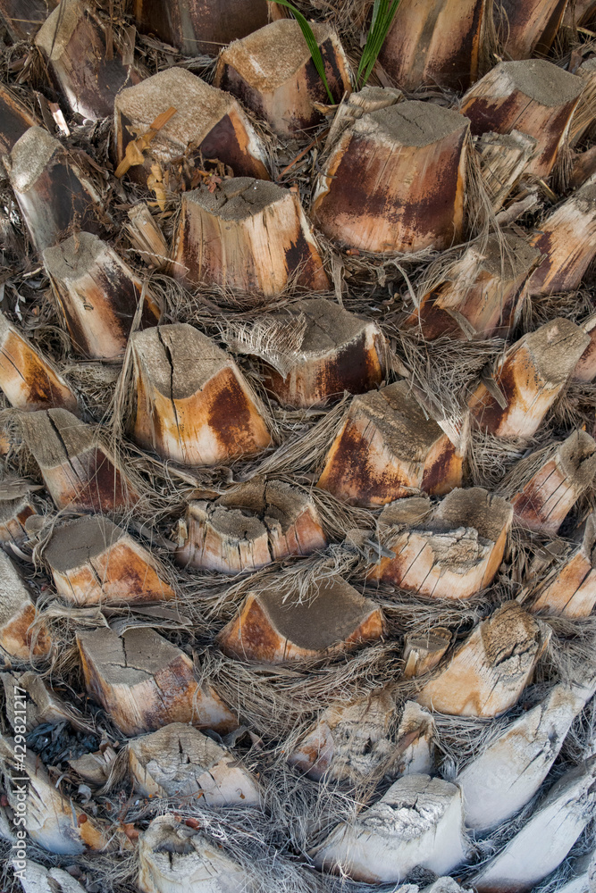 palm trunk, texture palm trunk, texture