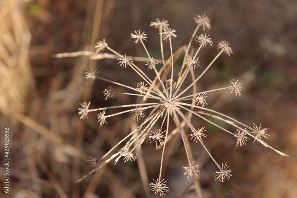 flower,dandelion, flower, nature, plant, green, seed, macro, summer, flora, white, cactus, spring, dry, grass, weed, thorn, thistle, closeup, seeds, wild, garden, abstract, field, spike flower,dandelion, flower, nature, plant, green, seed, macro, summer, flora, white, cactus, spring, dry, grass, weed, thorn, thistle, closeup, seeds, wild, garden, abstract, field, spike