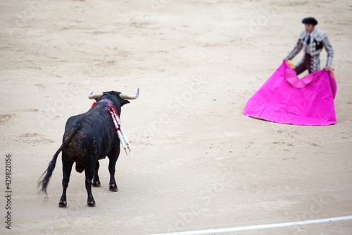 Torero tentando a toro en la plaza. Corrida de toros en madrid, España.