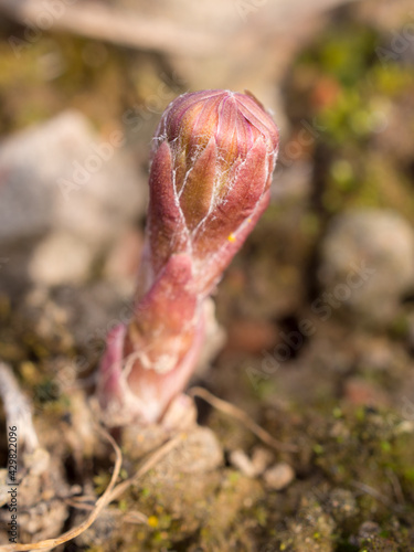 small coltsfoot in spring