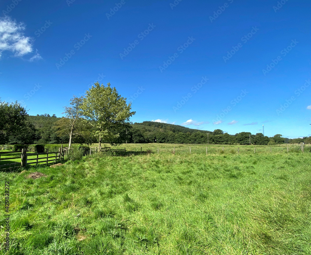 Looking across the fields, on a hot summers day, with trees, and a vivid blue sky in, Stirton, Skipton, UK