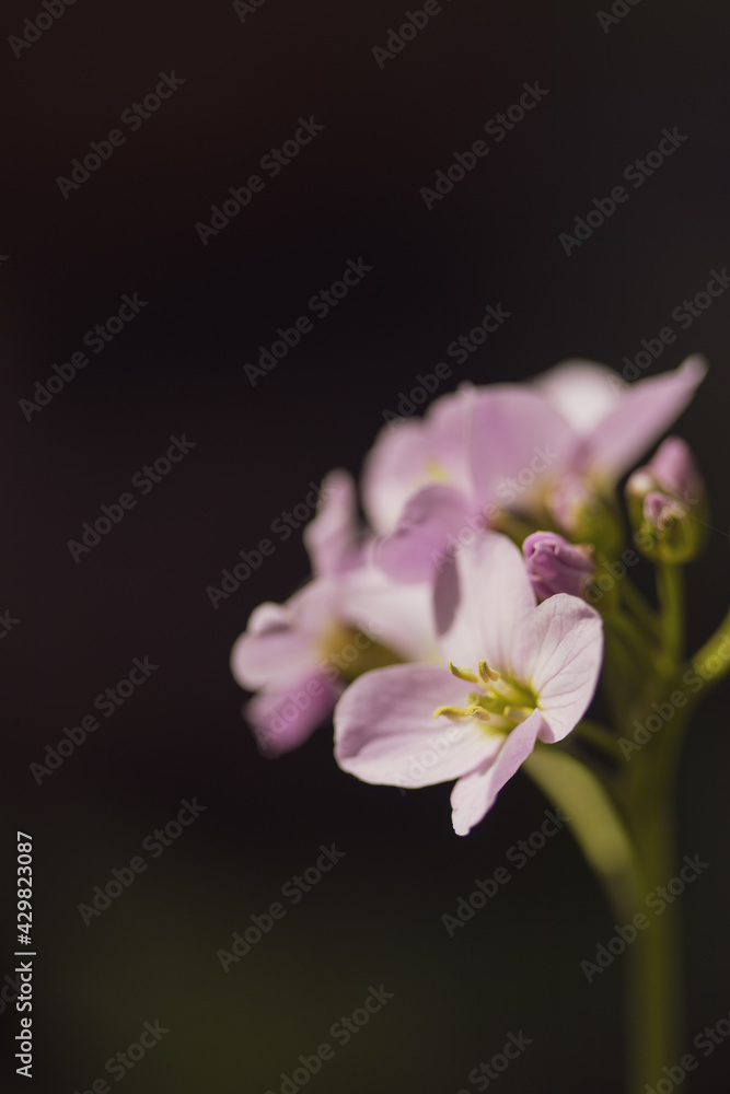 Fototapeta premium Beautiful pink flower