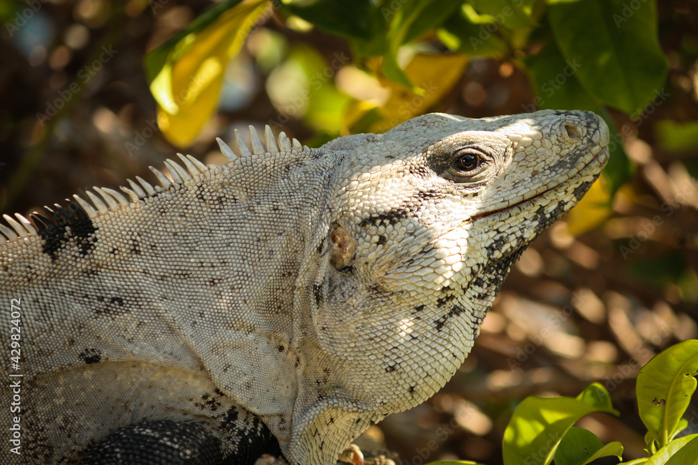 Obraz premium Portrait of a Black spiny-tailed iguana, Ctenosaura similis, Riviera Maya, Mexico