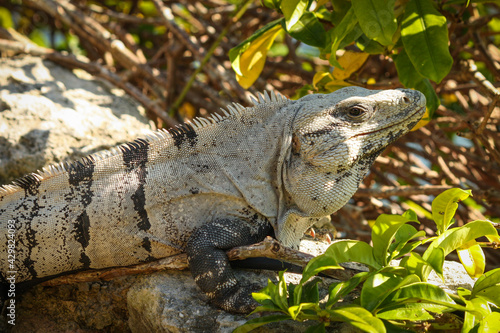 Portrait of a Black spiny-tailed iguana  Ctenosaura similis  Riviera Maya  Mexico