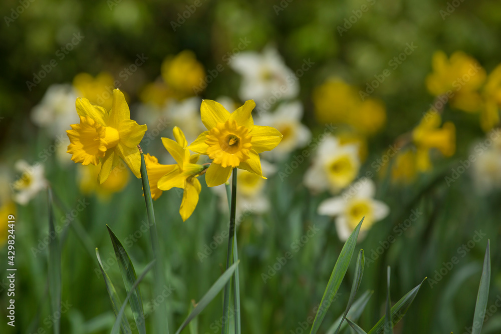 Field of beautiful yellow and white daffodils in springtime
Field of beautiful yellow and white daffodils in springtime