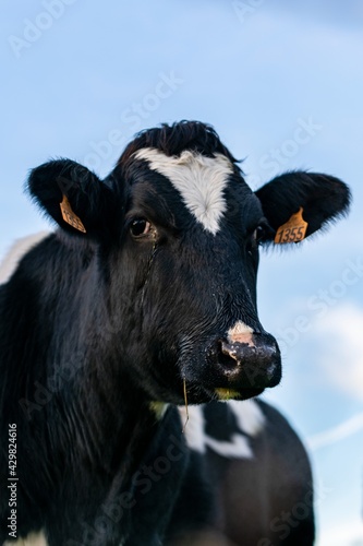 portrait of holstein cow in pasture