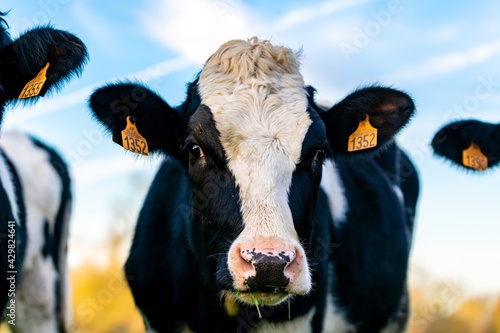 portrait of holstein cow in pasture
