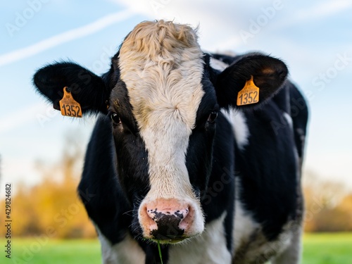 portrait of holstein cow in pasture photo