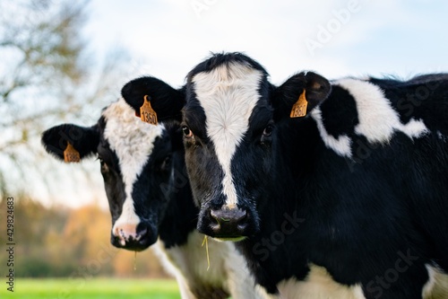 portrait of holstein cow in pasture