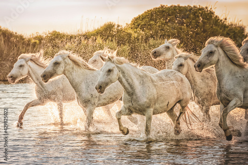 Juments de Camargue au galop