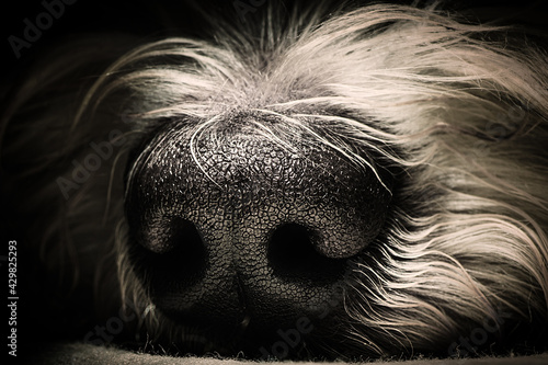 black and white dog