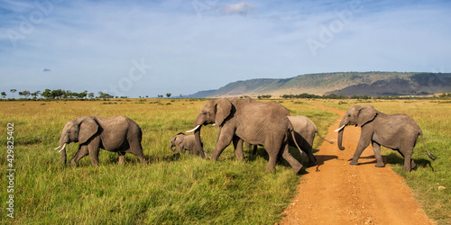 Canvas Print elephant family on the savannah of the Masai Mara National Reserve in Kenya